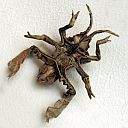 Acanthocephala declivus