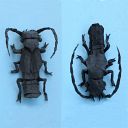 Rove beetle (Siagonium humerale)